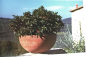 Preview: halbkugelförmige bepflanzte Terracottaschale in der Toskana