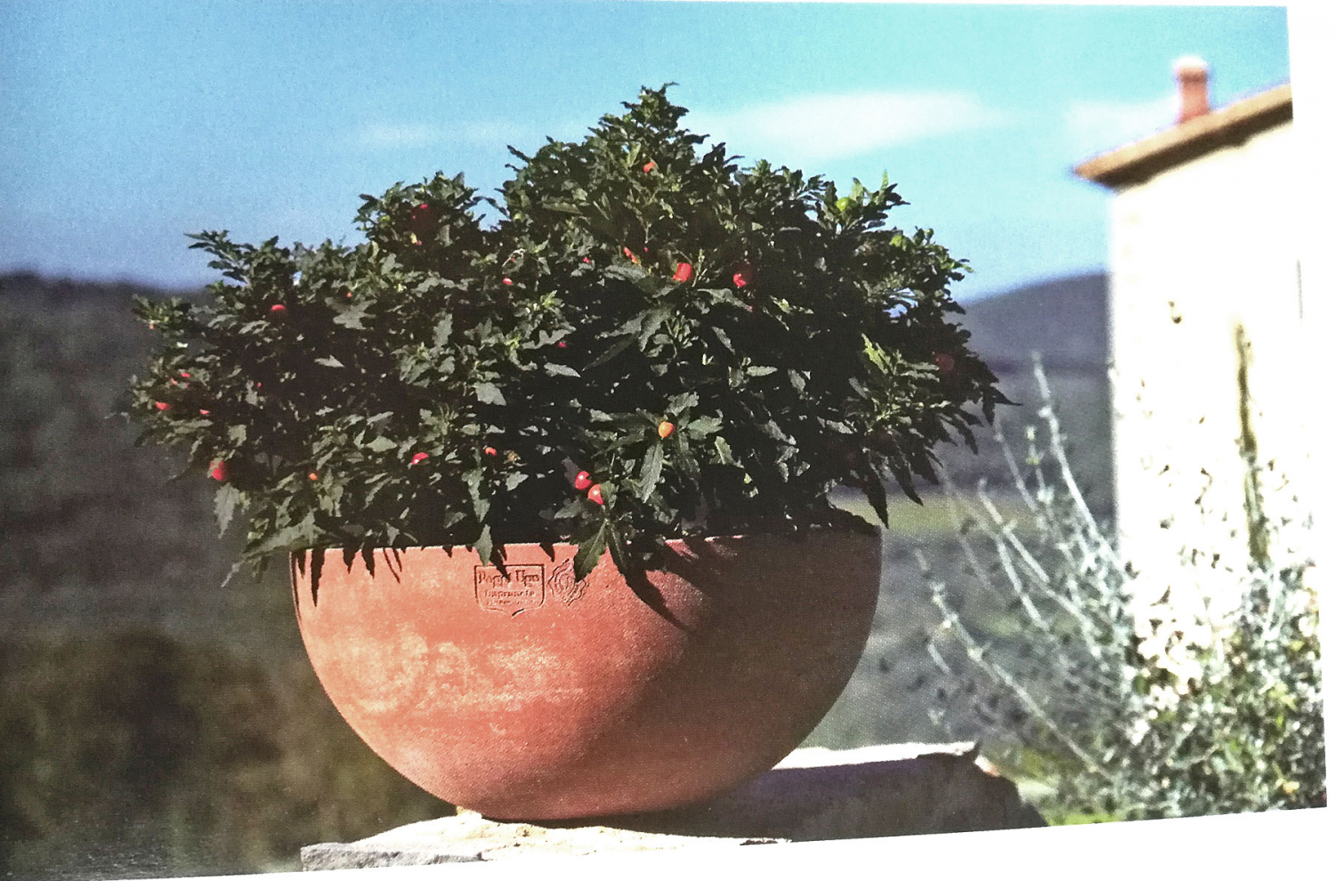 halbkugelförmige bepflanzte Terracottaschale in der Toskana